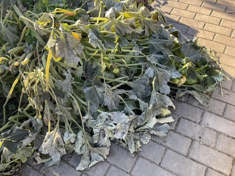 Загородная жизнь - обустройство на своей земле во всем ее разнообразии