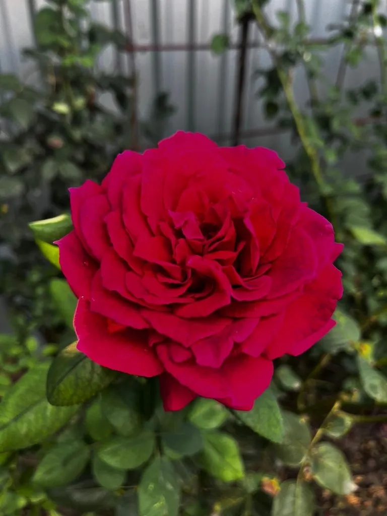 Чайная беседка