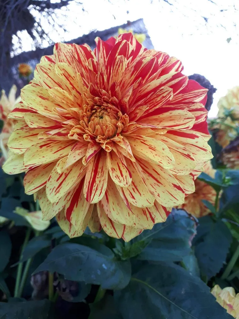 Чайная беседка