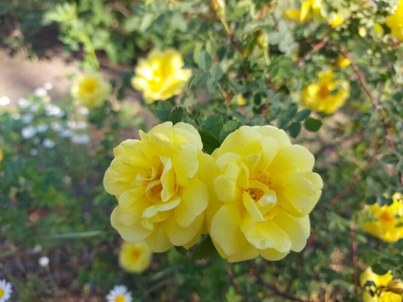 Чайная беседка