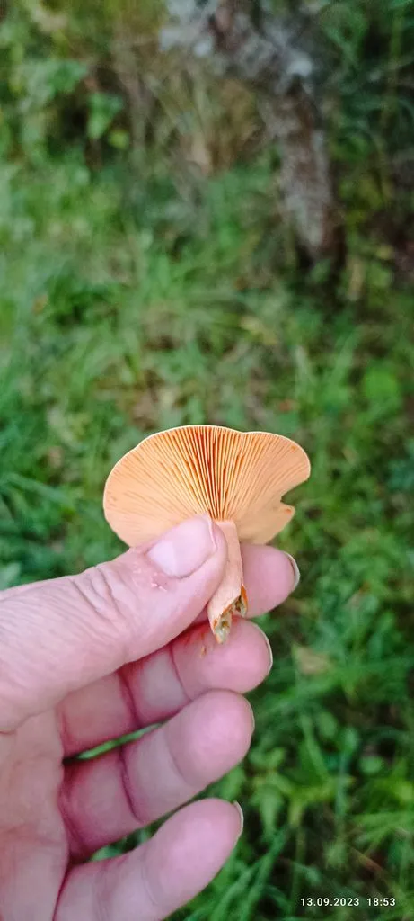 По грибы с лукошком