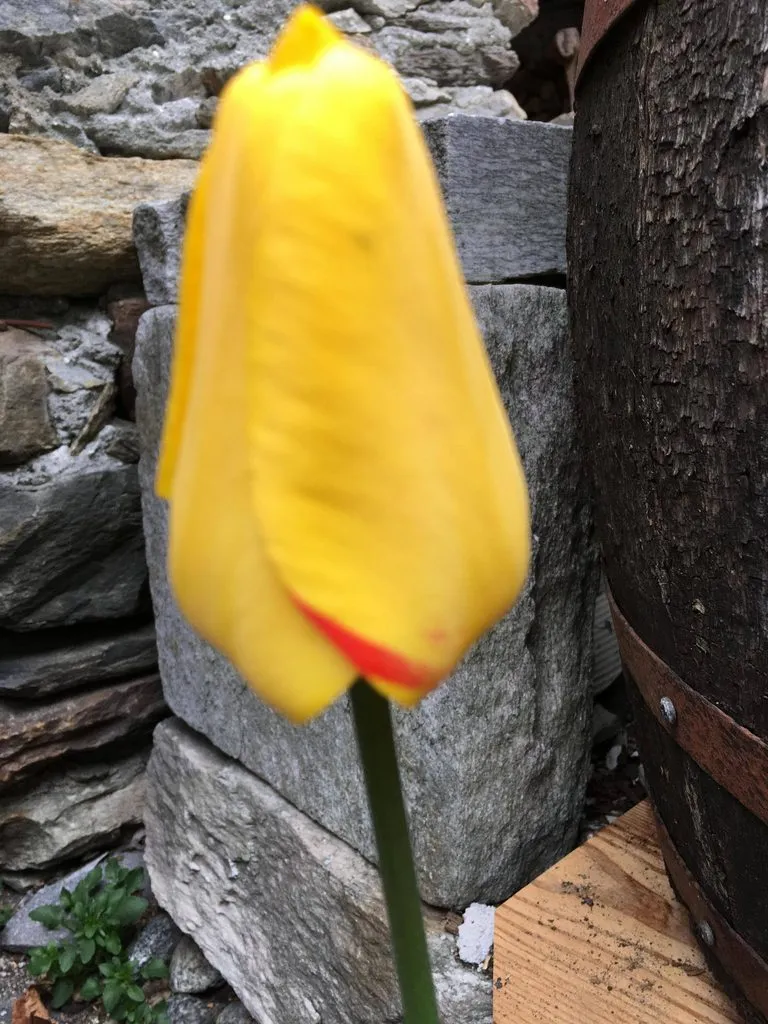 Чайная беседка