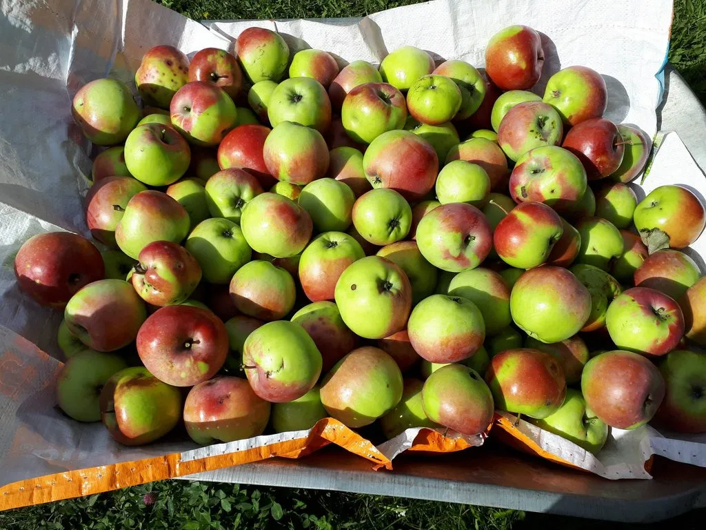 Чайная беседка