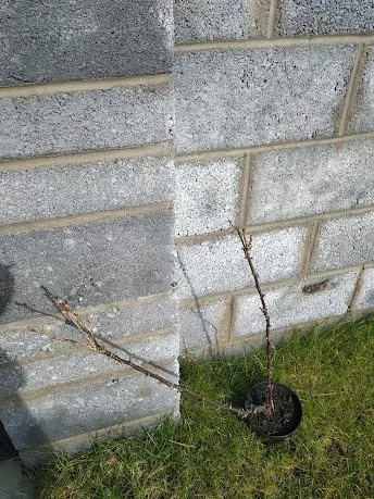 Кафе «У пани Сони»