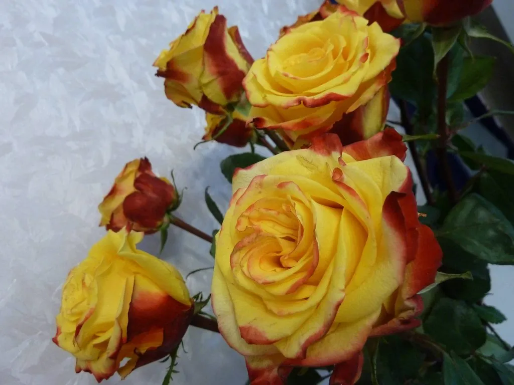Флора