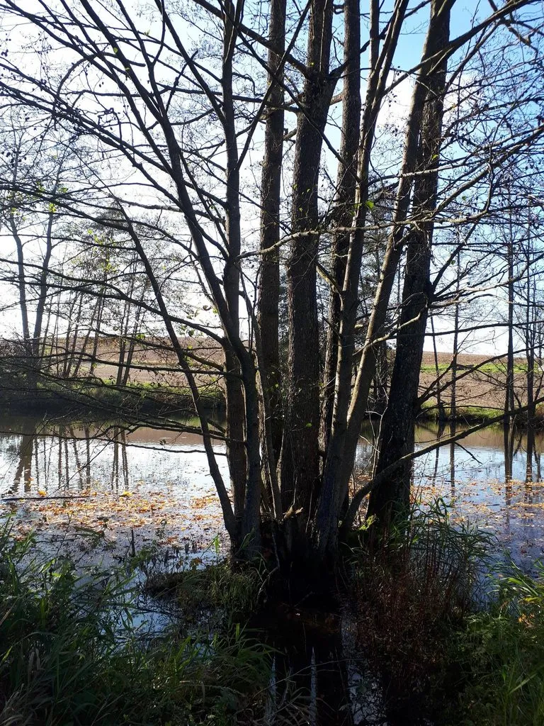 Чайная беседка