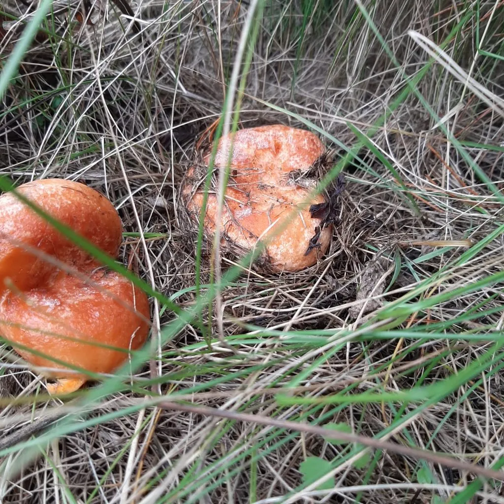 По грибы с лукошком