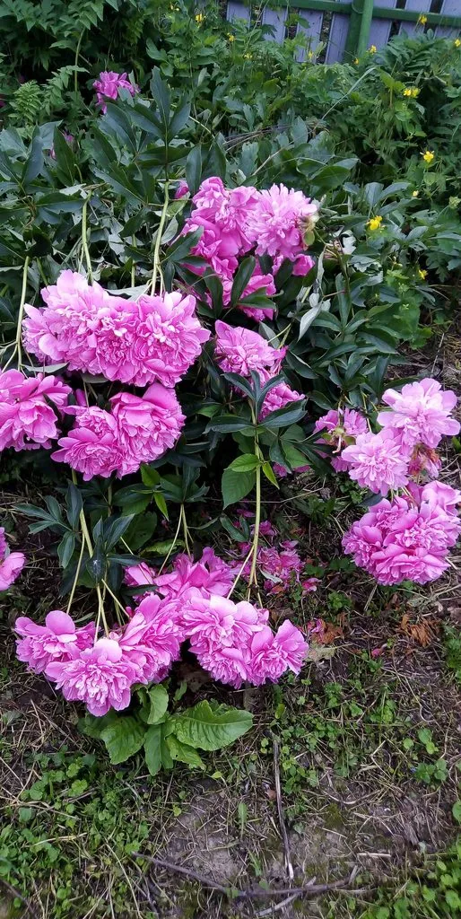 Чайная беседка