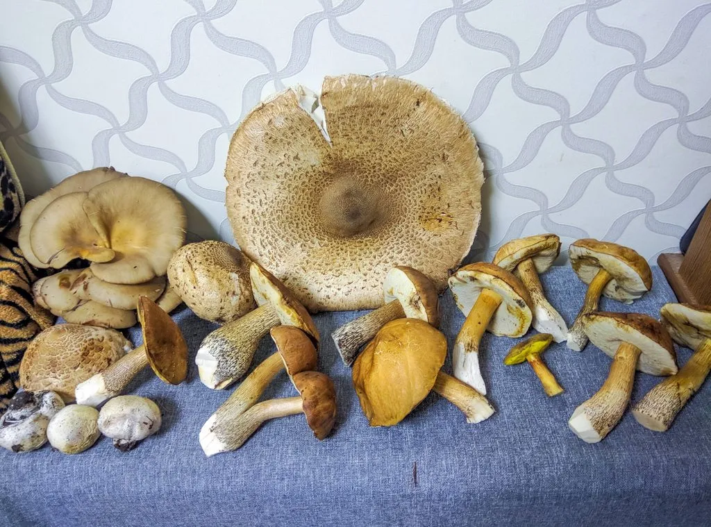 По грибы с лукошком
