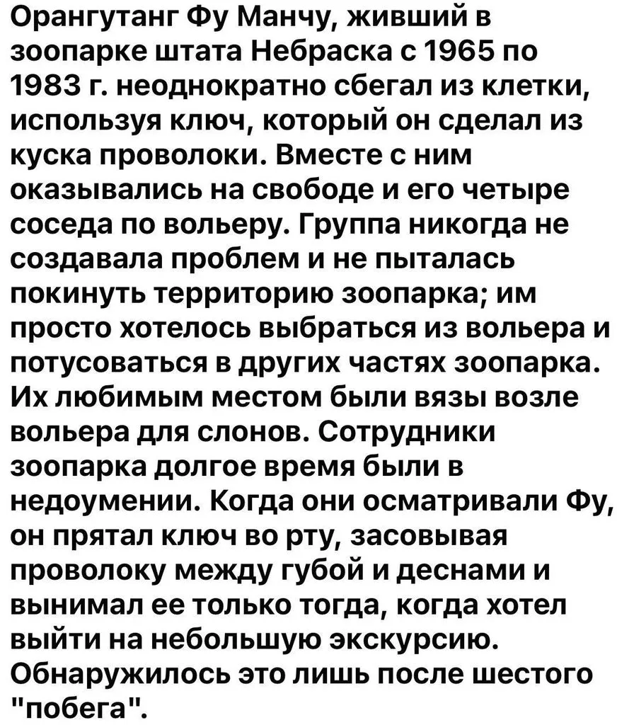 Эти забавные животные