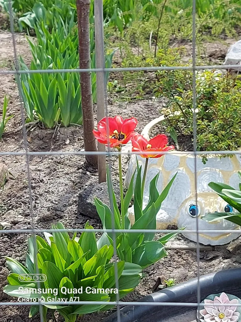 Чайная беседка