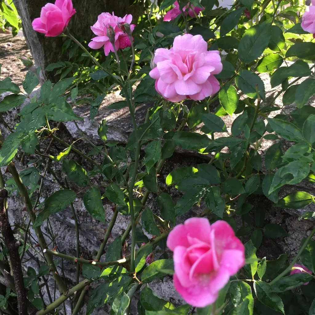 Чайная беседка