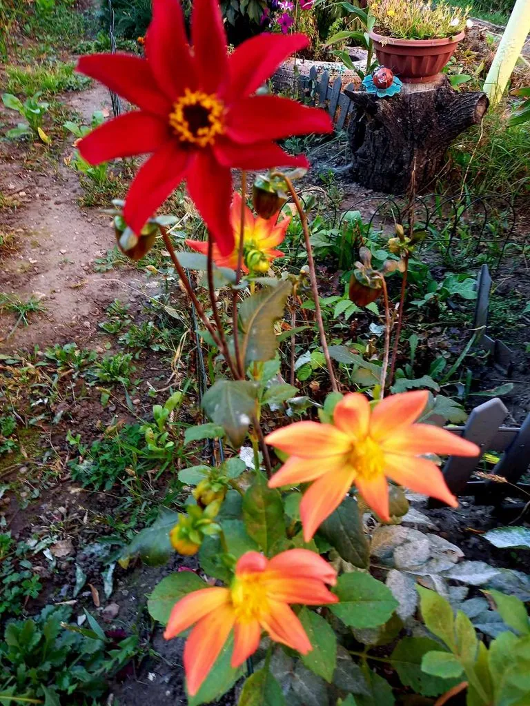 Чайная беседка