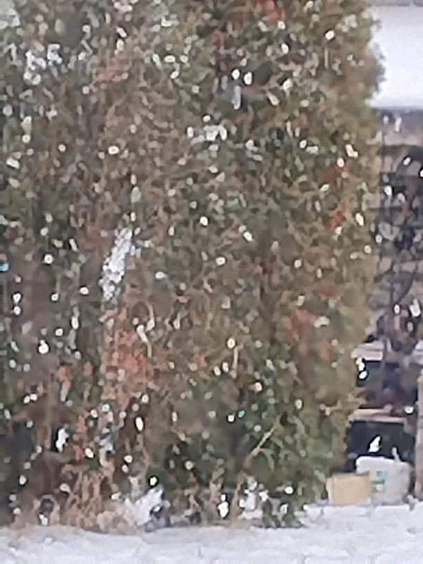 Чайная беседка