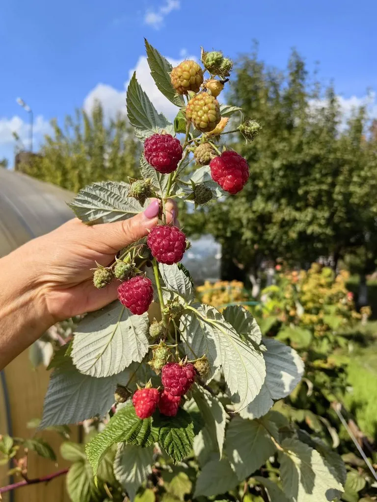 Чайная беседка