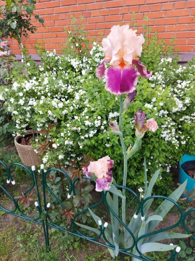 Флора