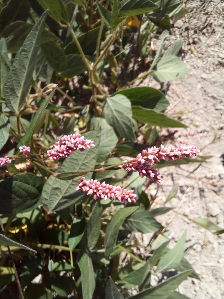 Чайная беседка