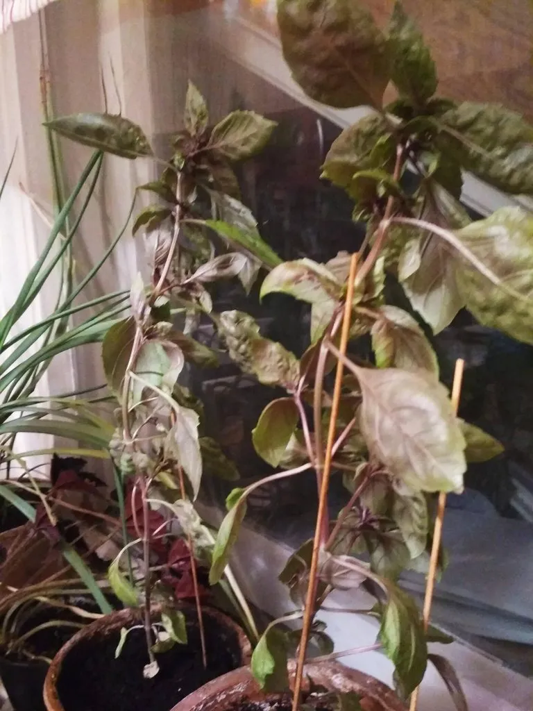 Кафе «У пани Сони»