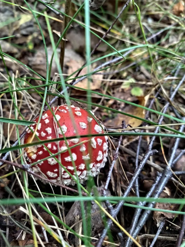 Чайная беседка