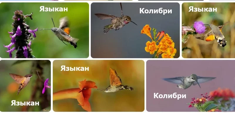 Эти забавные животные