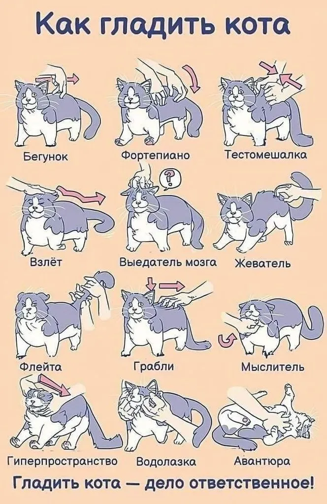 Кто сказал "Мяу"?