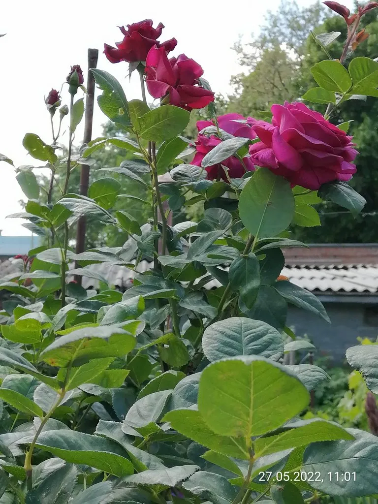 Чайная беседка