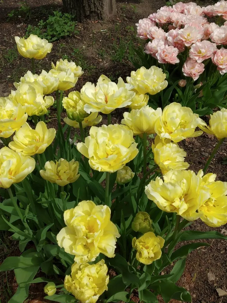 Tapтaлeтки & Ко