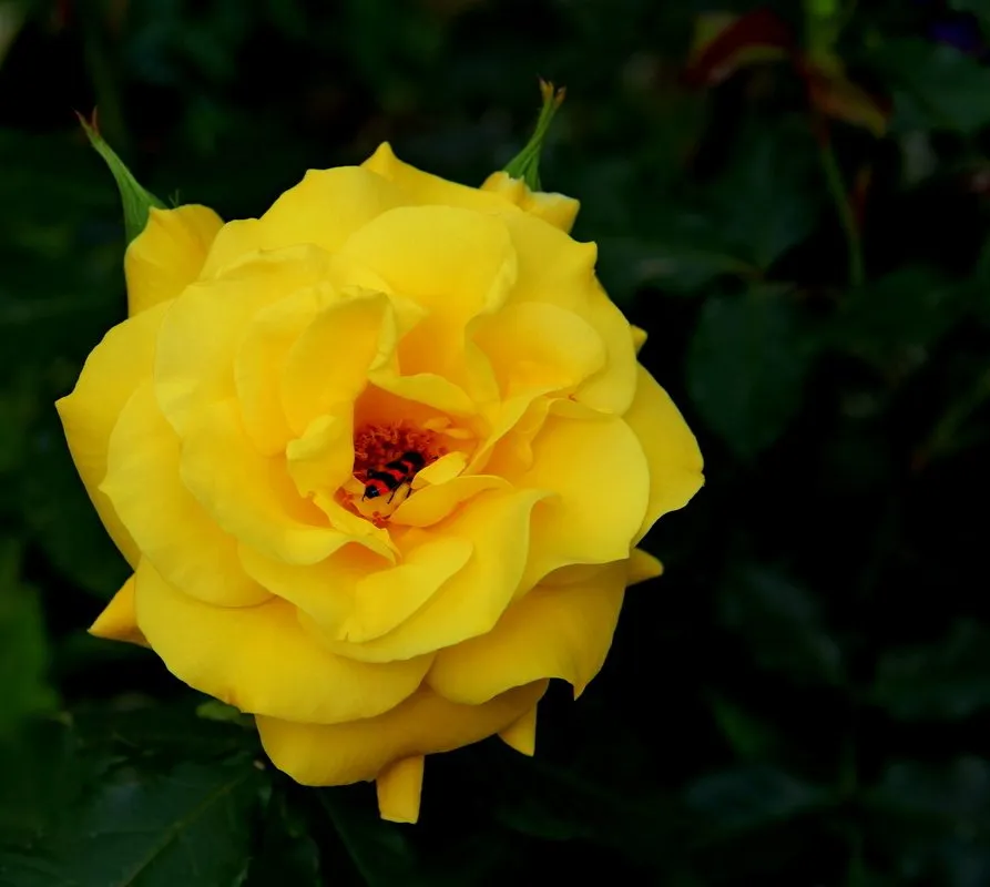 Чайная беседка