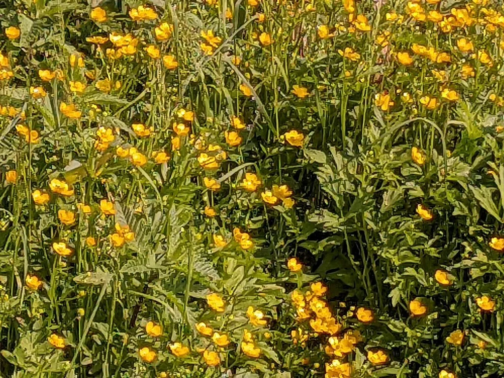 Чайная беседка