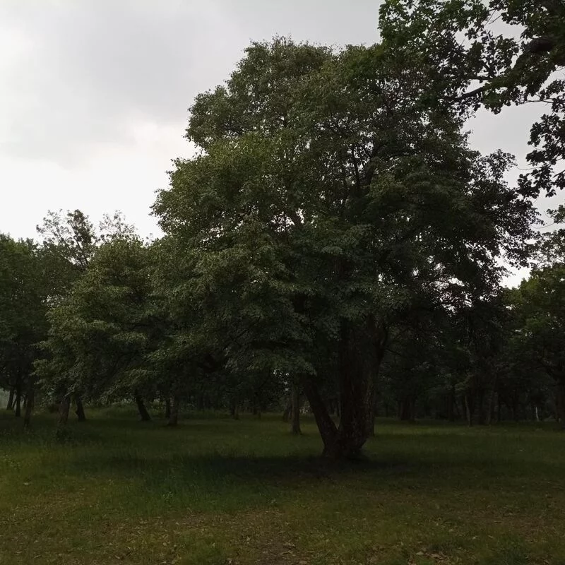 Флора