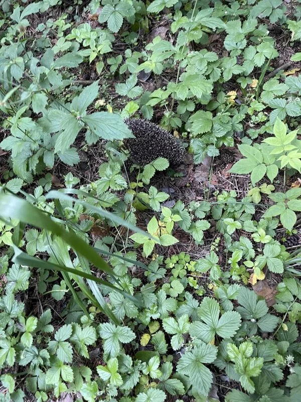 Чайная беседка