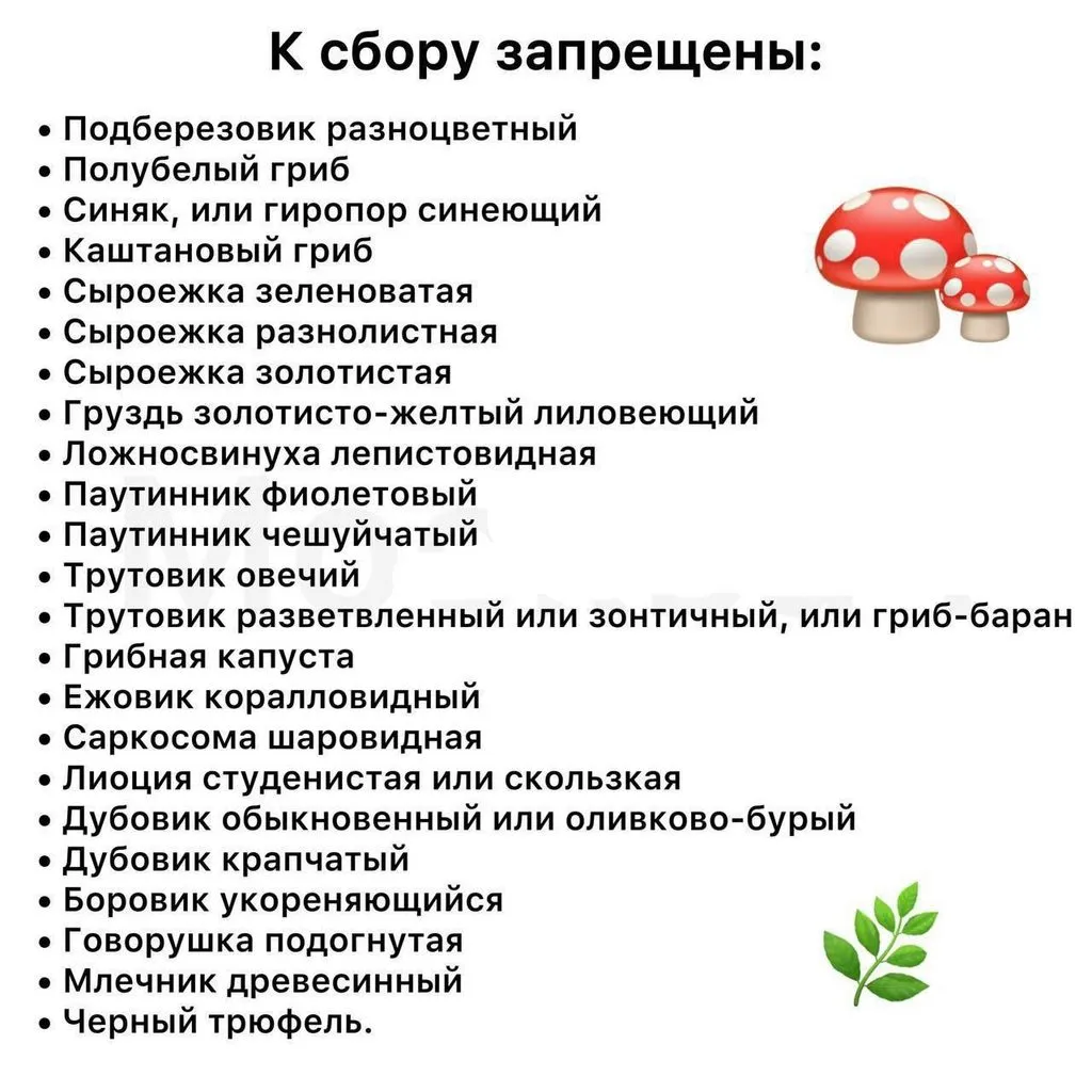 По грибы с лукошком