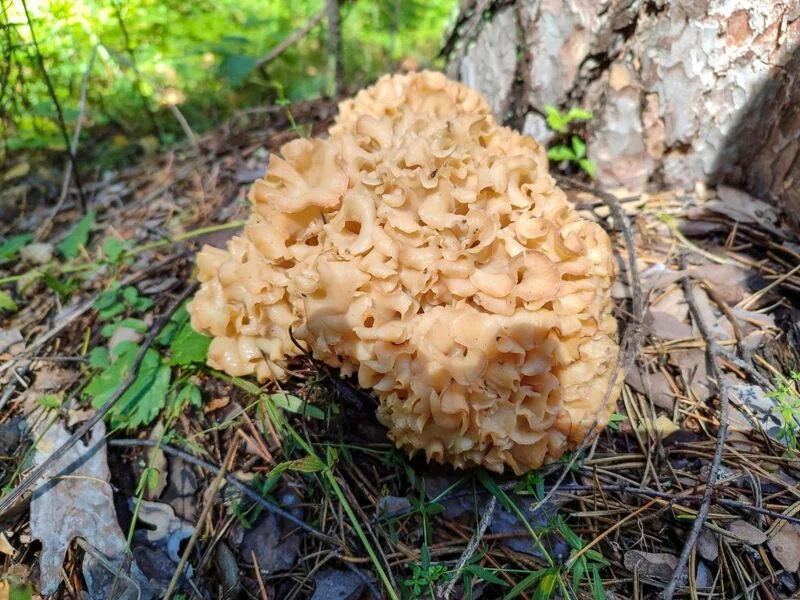 По грибы с лукошком