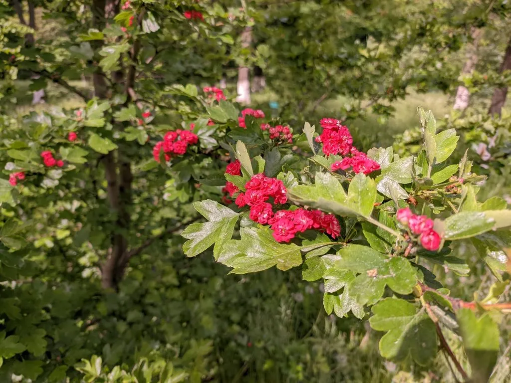 Чайная беседка