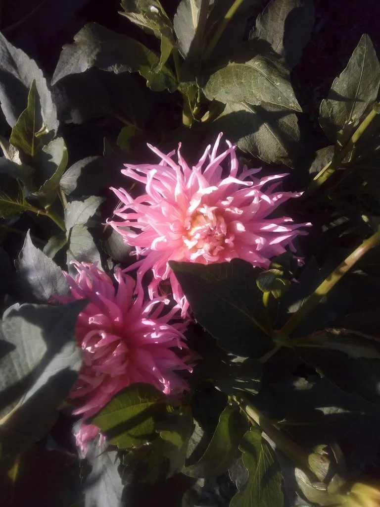 Чайная беседка