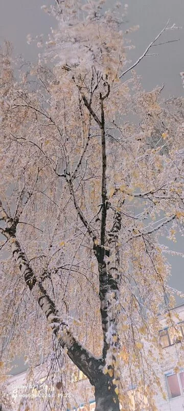 Чайная беседка