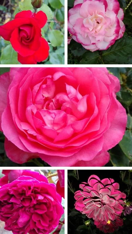 Чайная беседка