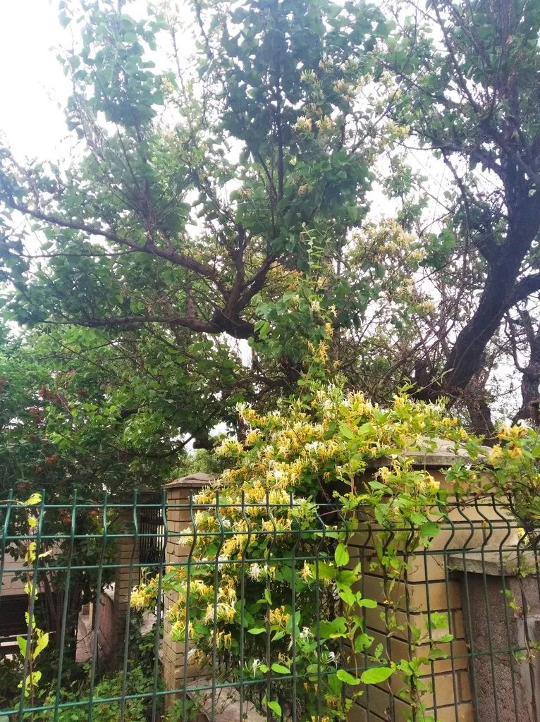 Чайная беседка