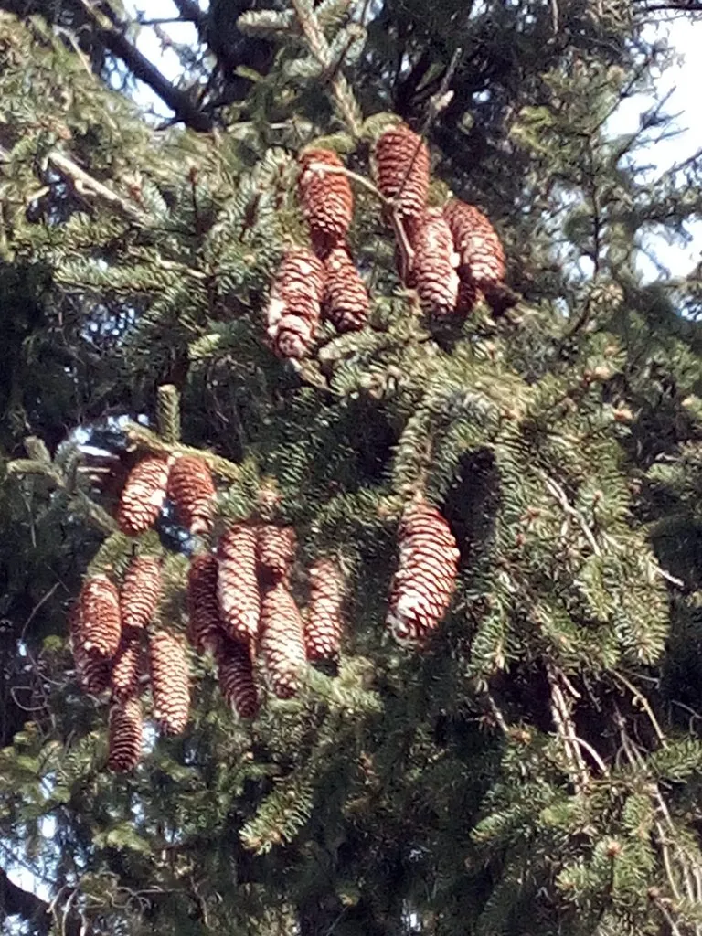 Tapтaлeтки & Ко