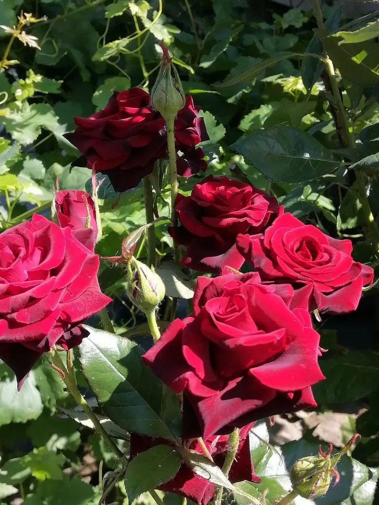 Чайная беседка