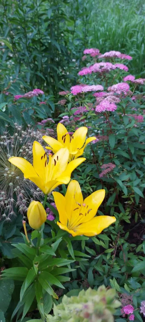 Чайная беседка