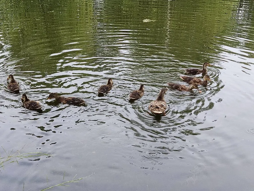 Чайная беседка