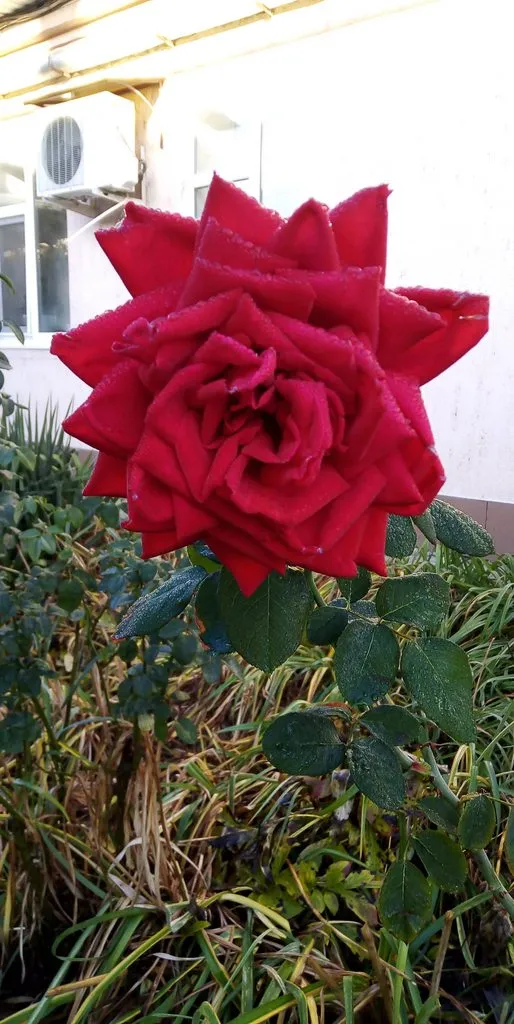 Чайная беседка