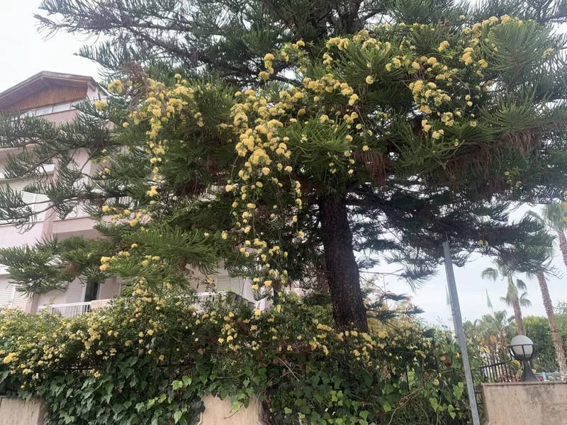 Флора