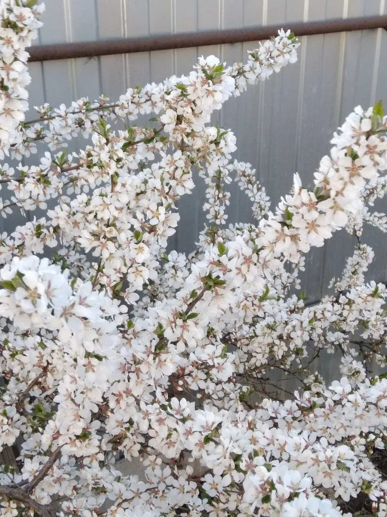 Чайная беседка