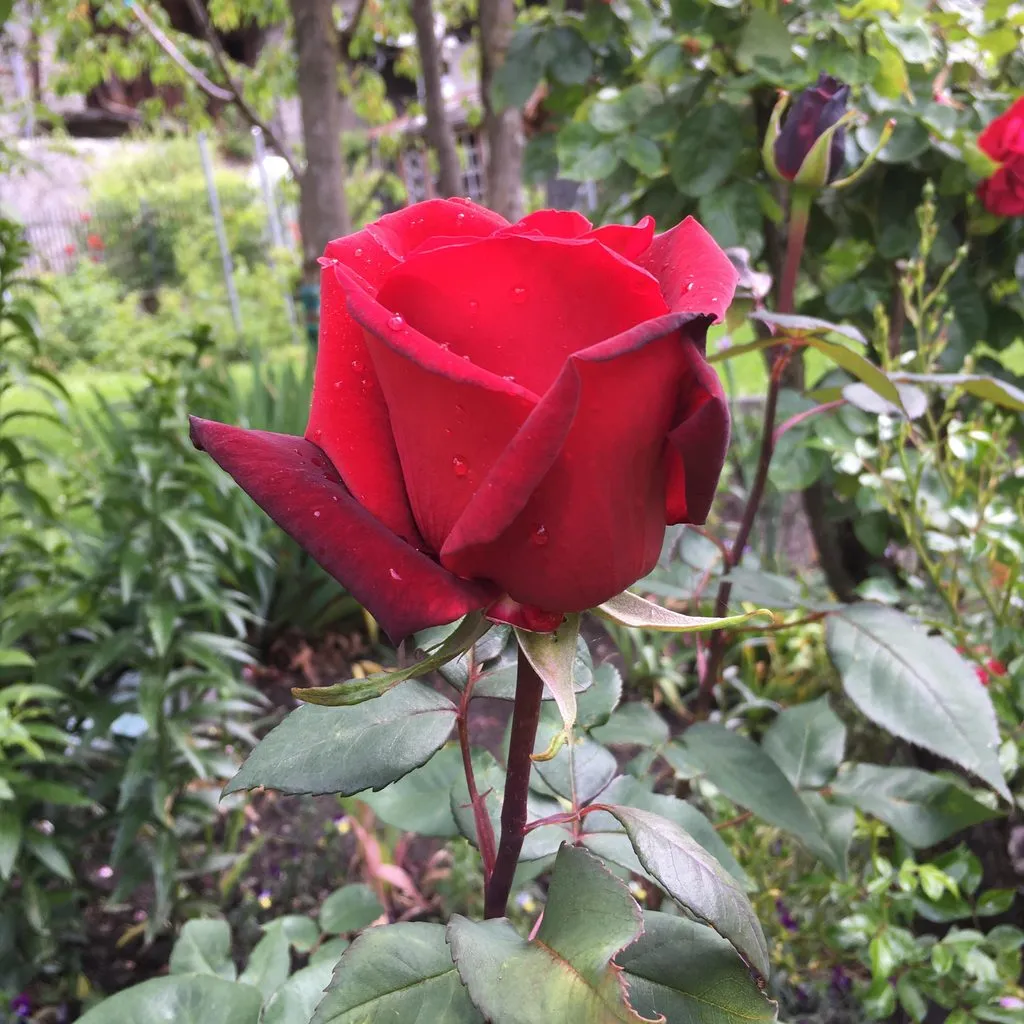 Чайная беседка