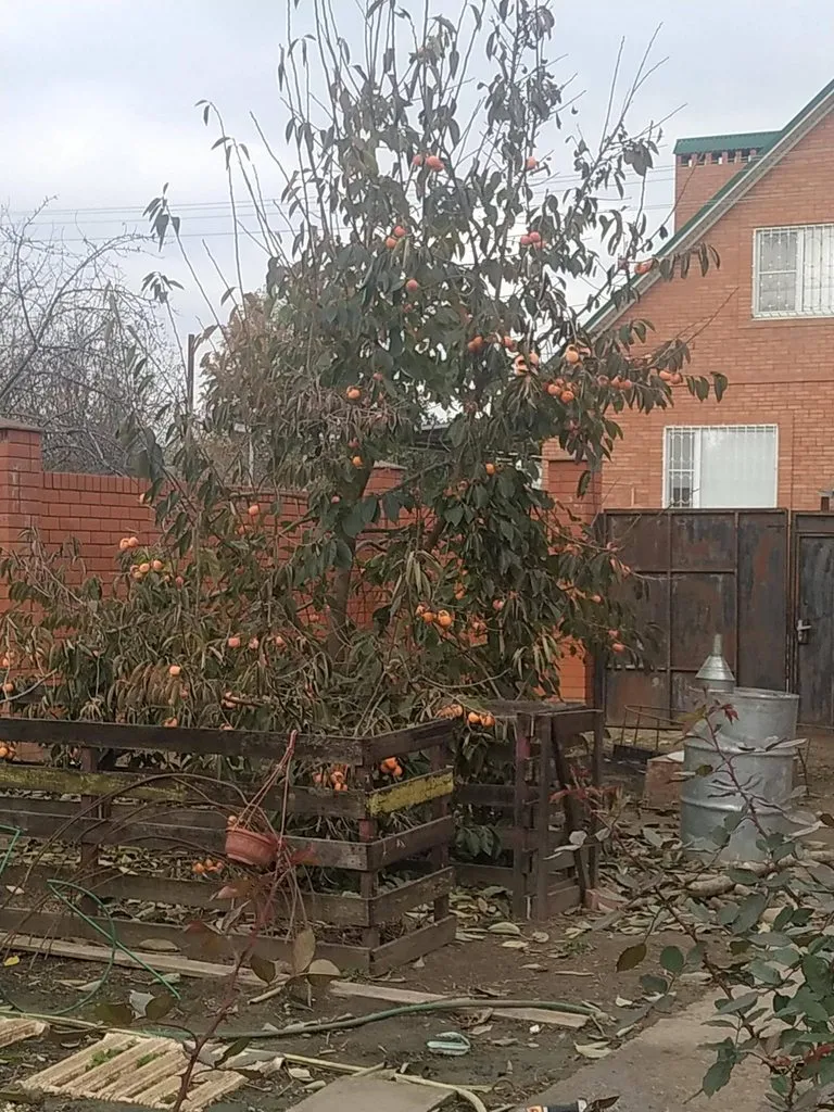 Чайная беседка