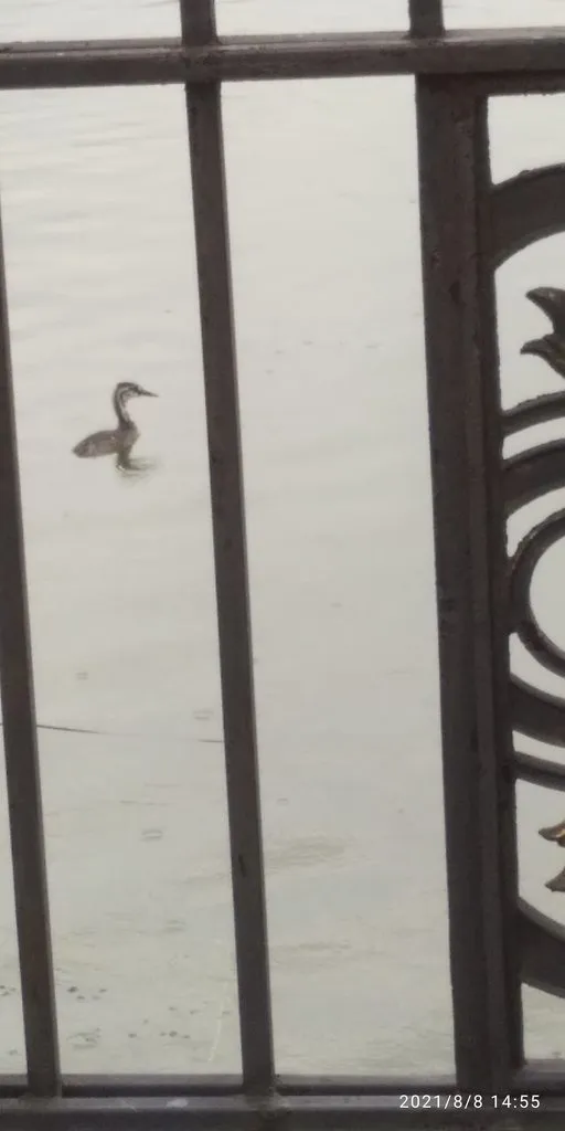 Tapтaлeтки & Ко