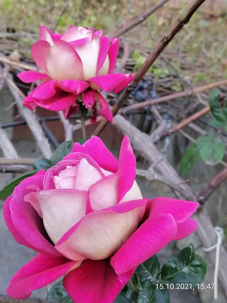 Чайная беседка