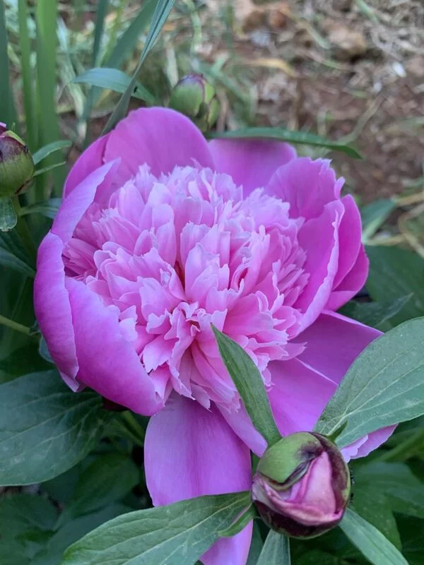 Чайная беседка